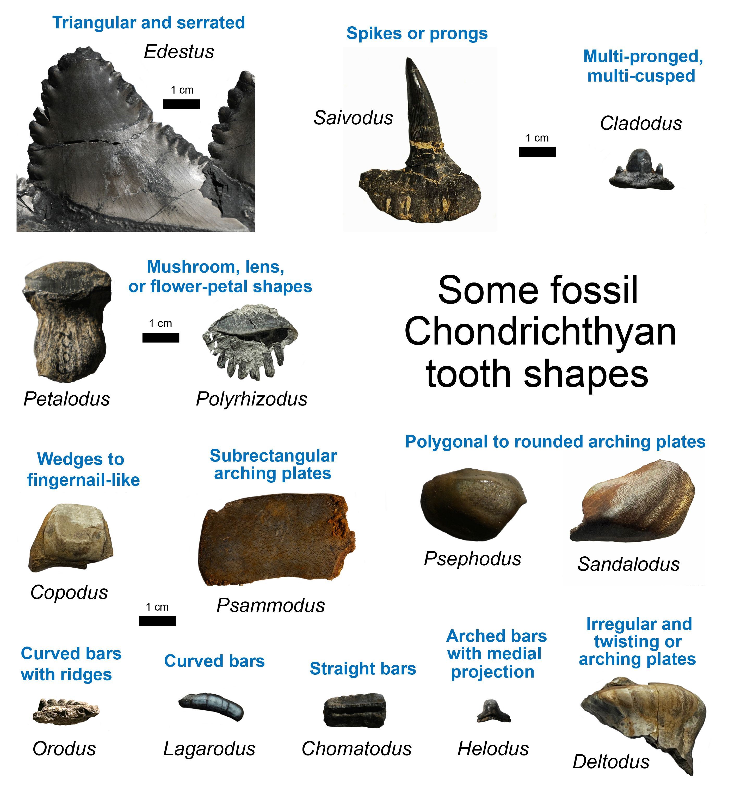 5 Shark Tooth Shape Chart
